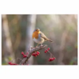Roodborst - Tak - Bessen - Natuur poster papier klein -3d