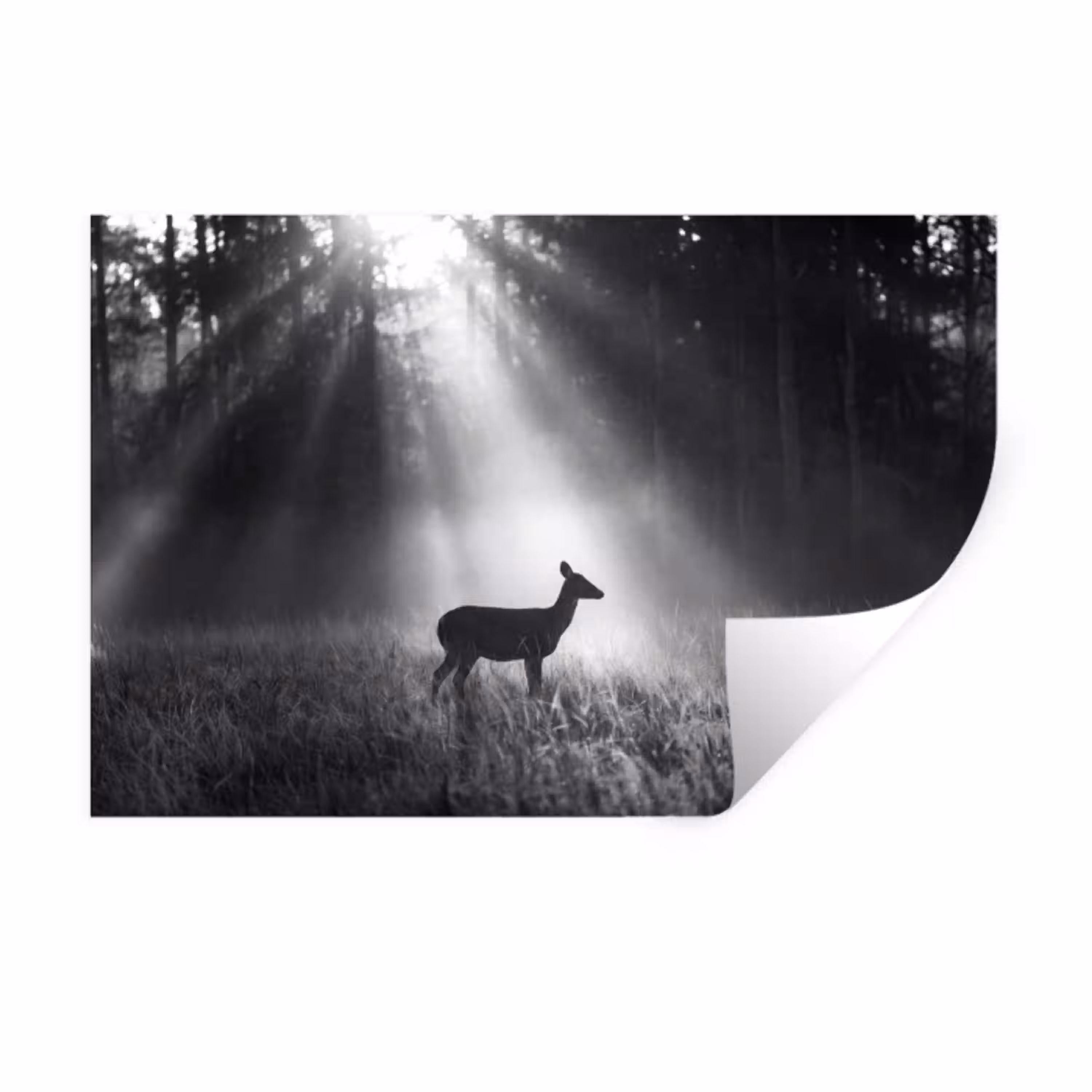 Hert - Bos - Zonnestralen - Zwart-wit - Natuur Muursticker klein -3d