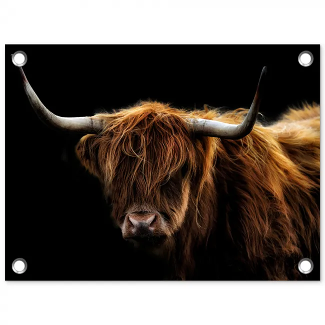 Hooglander tegen Zwarte Achtergrond tuinposter los doek klein -3d