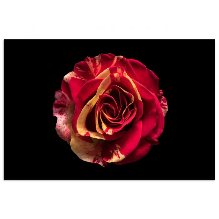 Bloem - Roos - Rood - Zwart poster papier klein -3d
