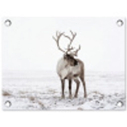 Rendier - Gewei - Sneeuw - Winter tuinposter los doek klein -3d