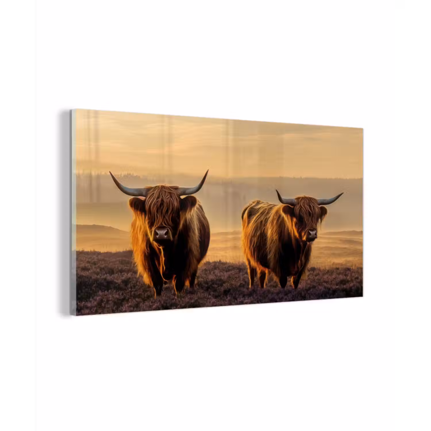 Glas schilderij - Schotse hooglanders - Heide - Landschap - Dieren