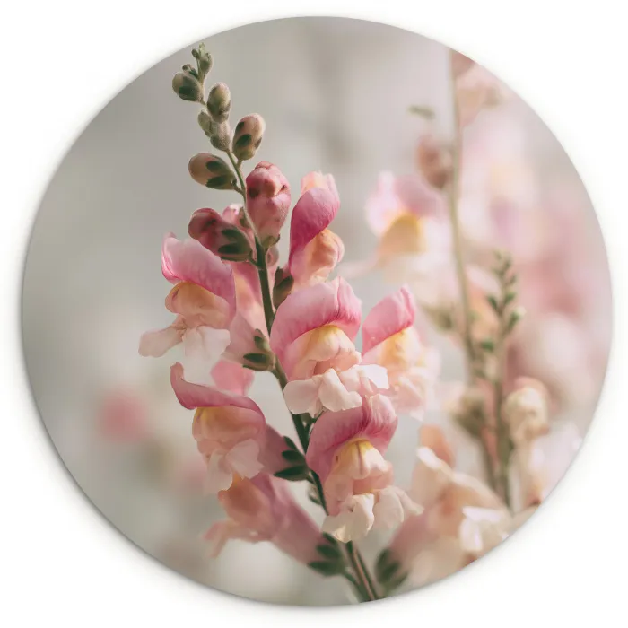 Bloem - Leeuwenbek - Roze - Stengel Wandcirkel kunststof plaat 5mm dik klein -3d