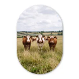 Koeien - Portret - Weide - Boerderij - Nieuwsgierig Wandcirkel Ovaal Aluminium middel -3d