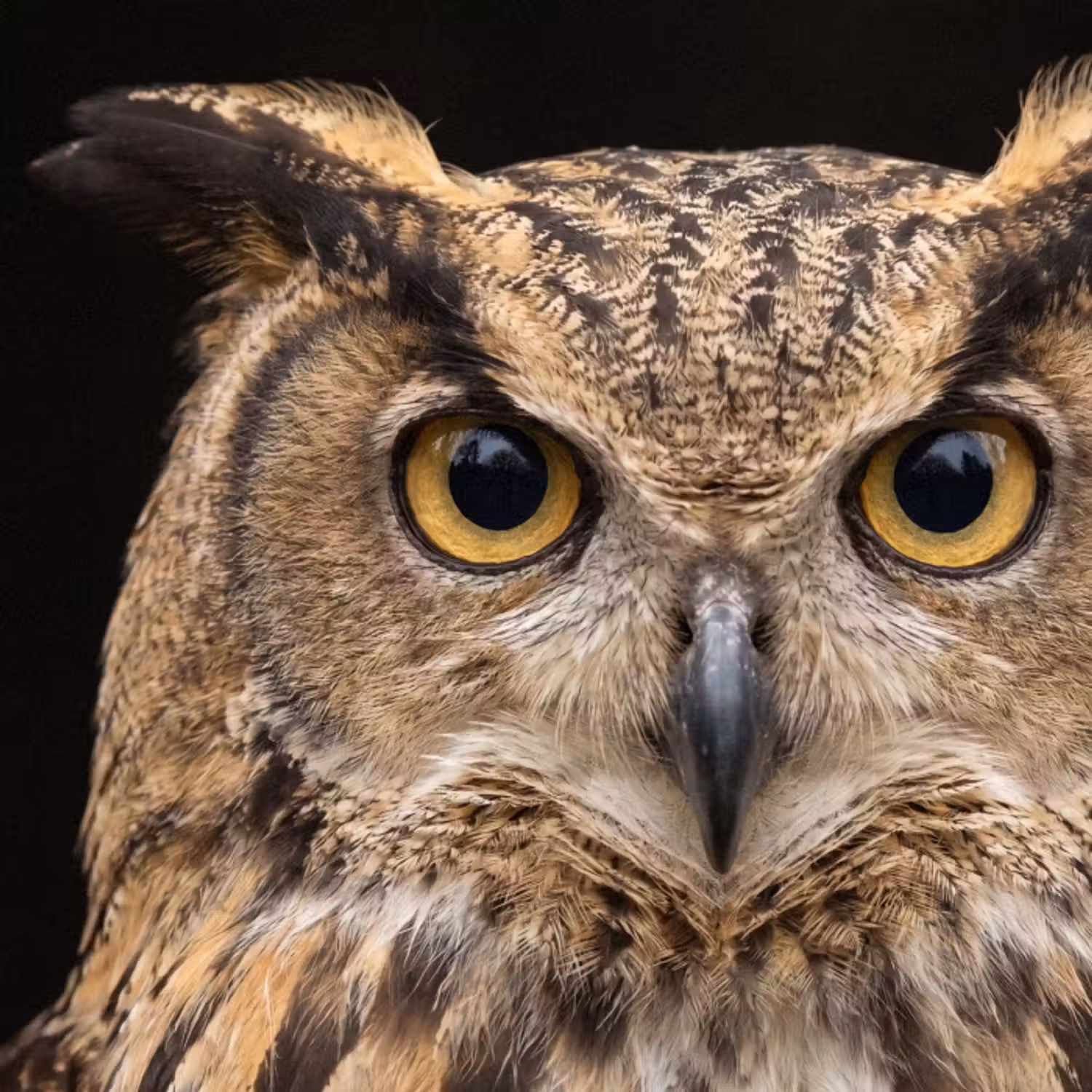 Behang - Oehoe - Uil - Portret - Bruin