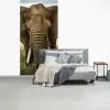 Olifant - Natuur - Gras - Dieren - Landschap fotobehang vinyl groot -slaapkamer