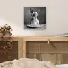 Sphynx - Kat - Dieren - Humor - Spaghetti - Zwart Wit aluminium wit klein -sfeer3