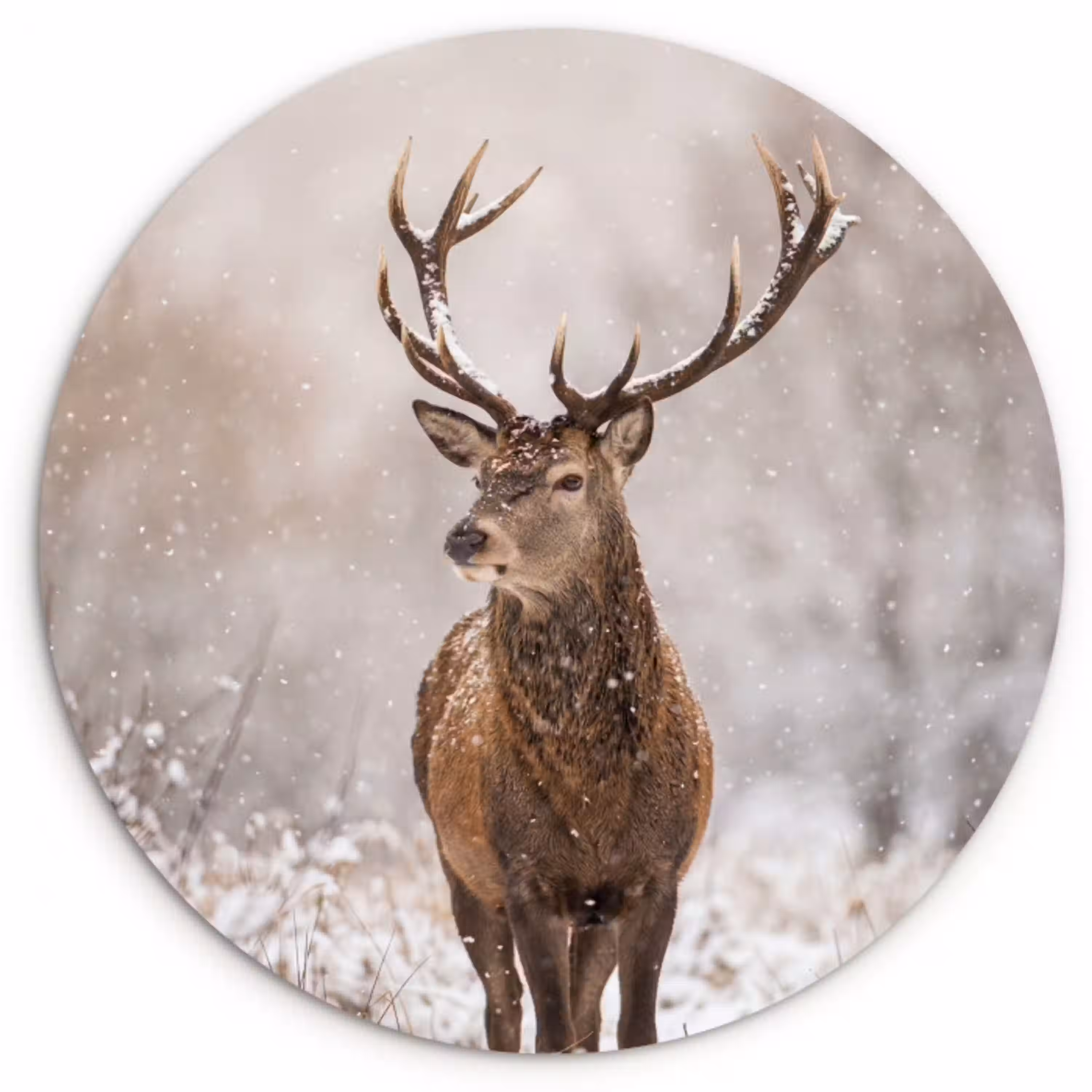 Edelhert - Bos - Sneeuw - Winter - Majestueus Wandcirkel kunststof plaat 5mm dik klein -3d