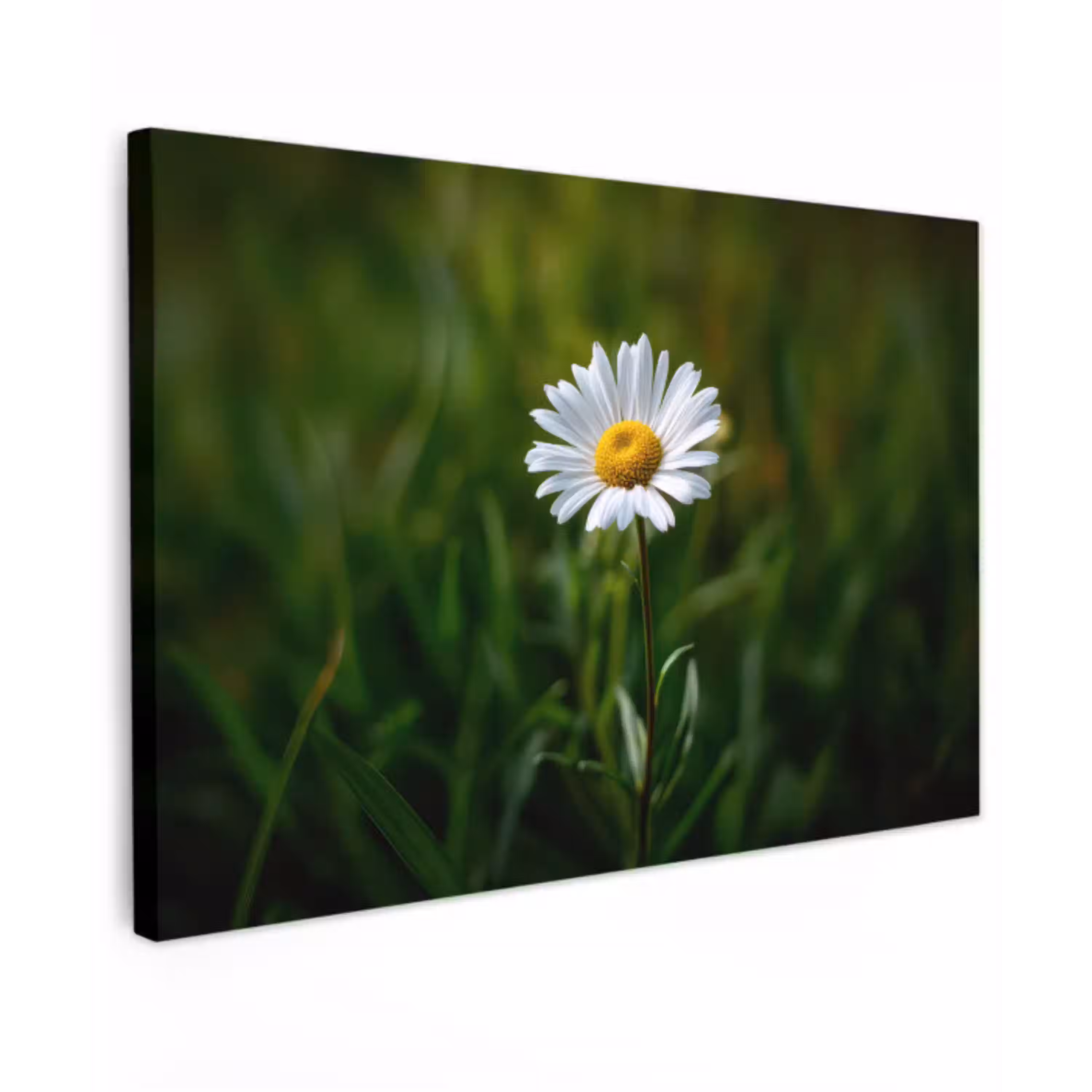 Wit - Madeliefje - Bloem - Gras canvas 2cm klein -z3d