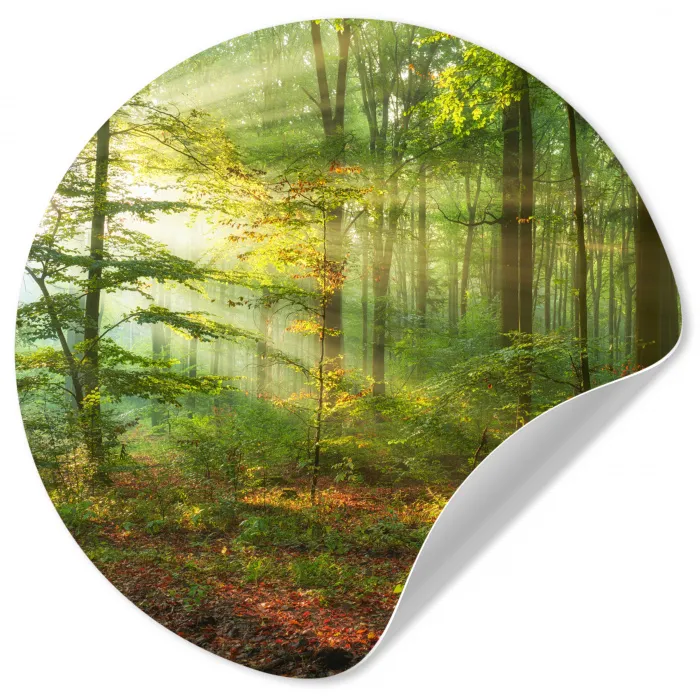Zon - Bos - Bomen - Natuur - Herfst Wandcirkel behangsticker klein -3d