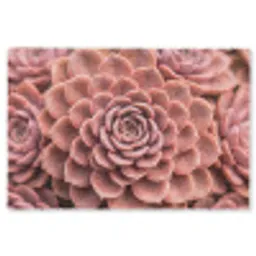 Vetplant - Organisch - Roze Vloerkleed Rechthoek klein -3d