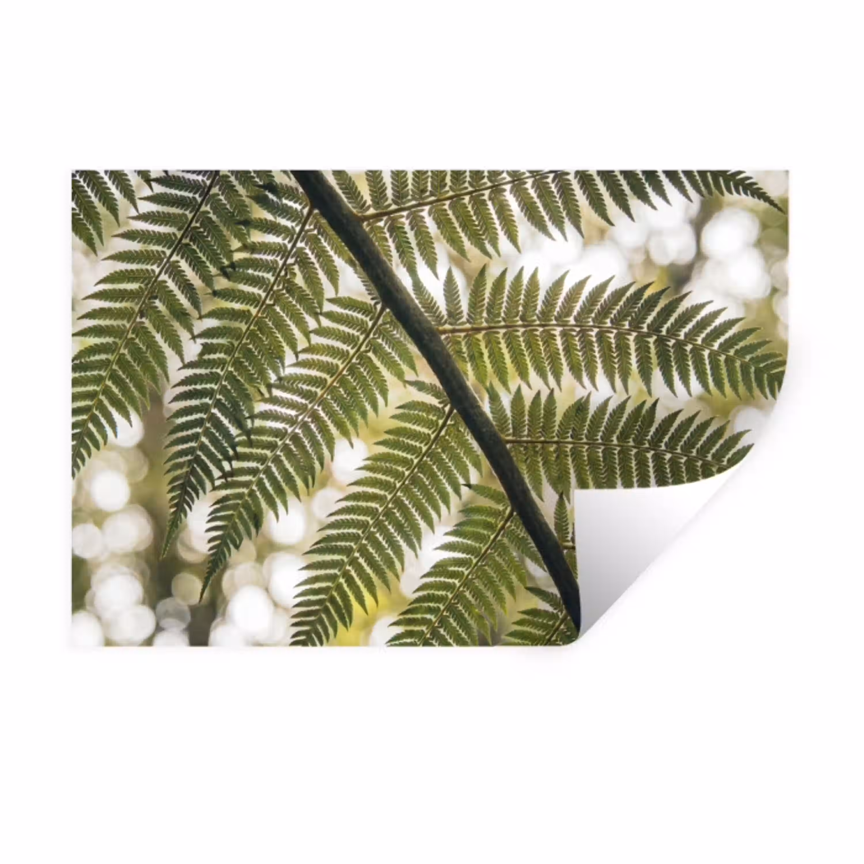 Plant - Blad - Natuur - Groen - Detail Muursticker klein -3d