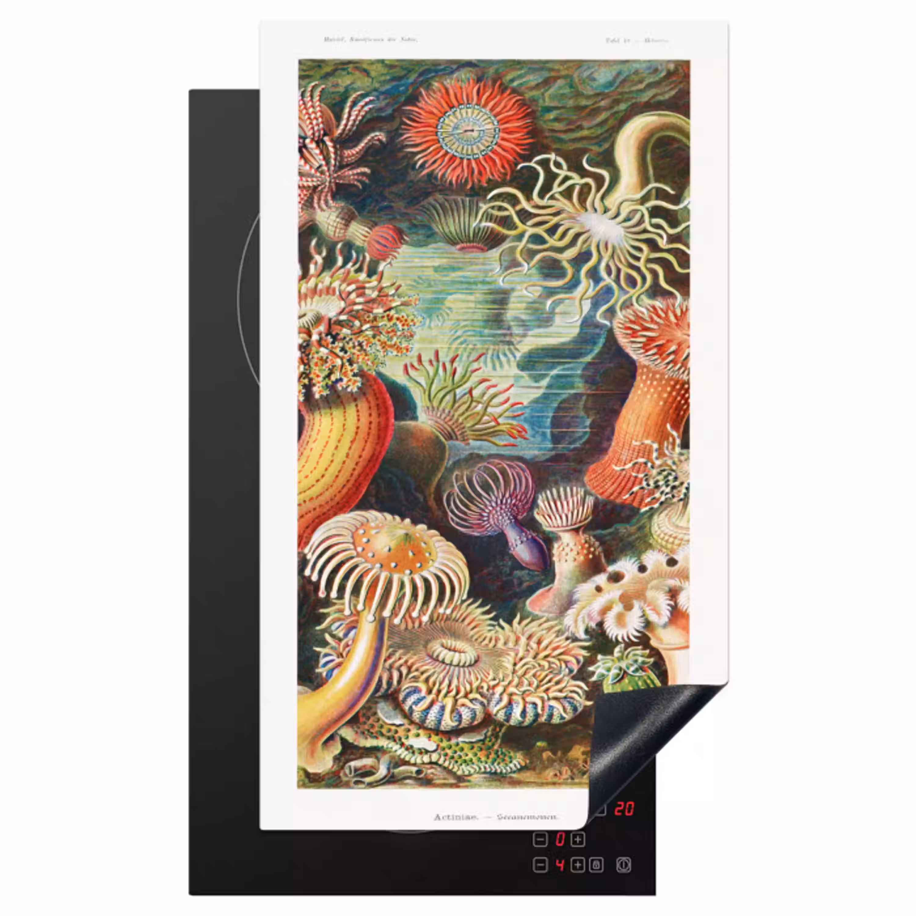 Ernst Haeckel - Anemoon - Retro - Natuur - Planten - Zee Inductie beschermer vinyl 3mm middel -3d