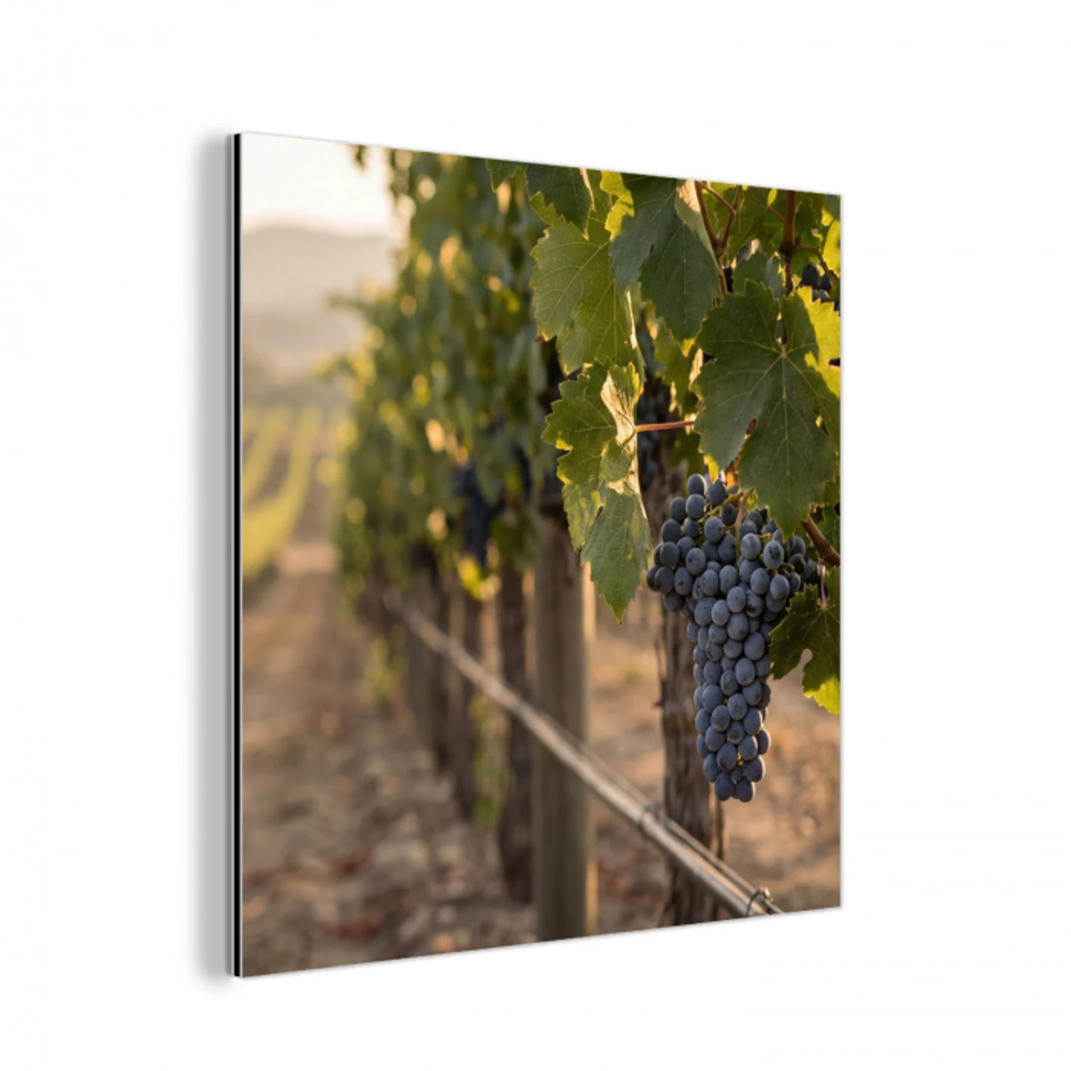 Druiven - Wijngaard - Zonlicht aluminium wit klein -3d