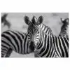 Zebra's - Zwart - Wit poster papier klein -3d