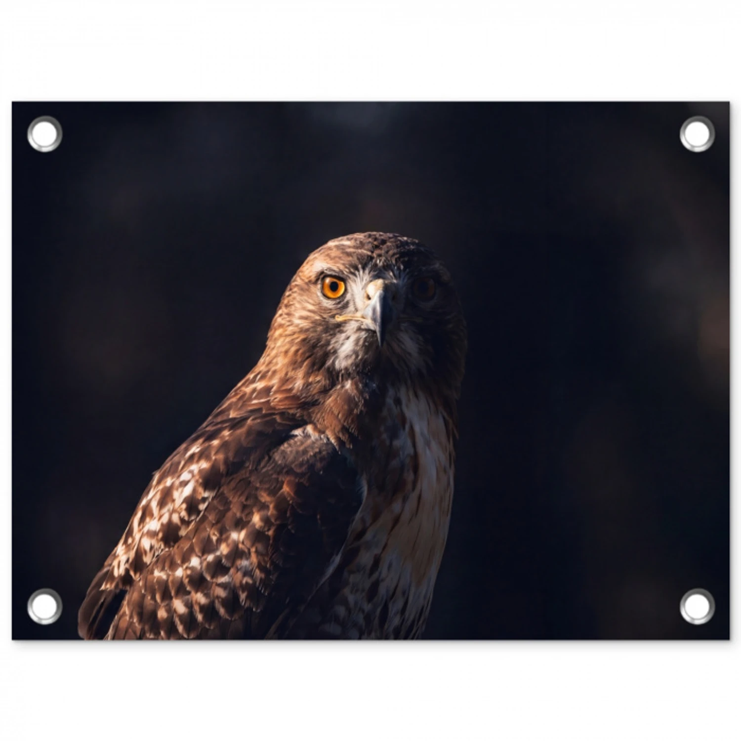 Roofvogel - Buizerd - Bruin tuinposter los doek klein -3d