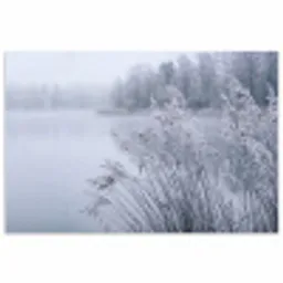 Riet - Bevroren - Winter - Natuur poster papier klein -3d