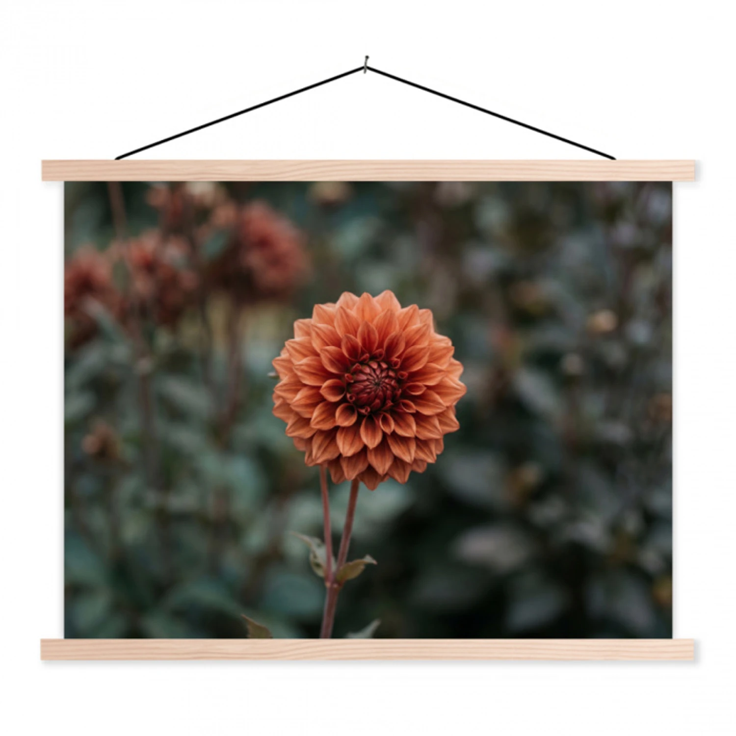 Dahlia - Bloem - Natuur - Sfeervol textielposter latten blank klein -3d