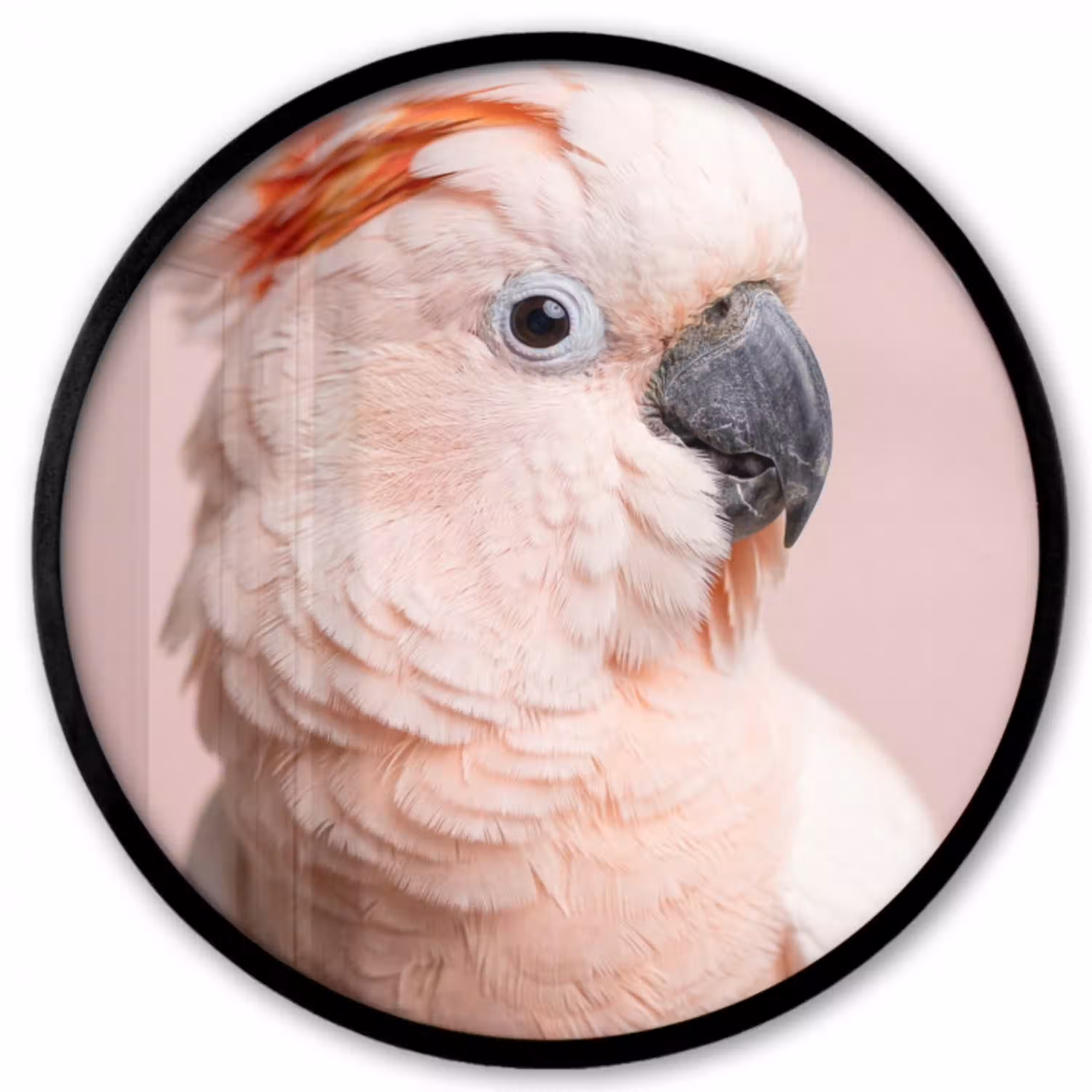 Kaketoe - Portret - Roze Fotolijst rond zonder passe partout klein -3d