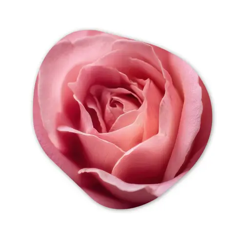 Roze - Roos - Romantisch Wandcirkel Organisch Forex 3mm klein -3d