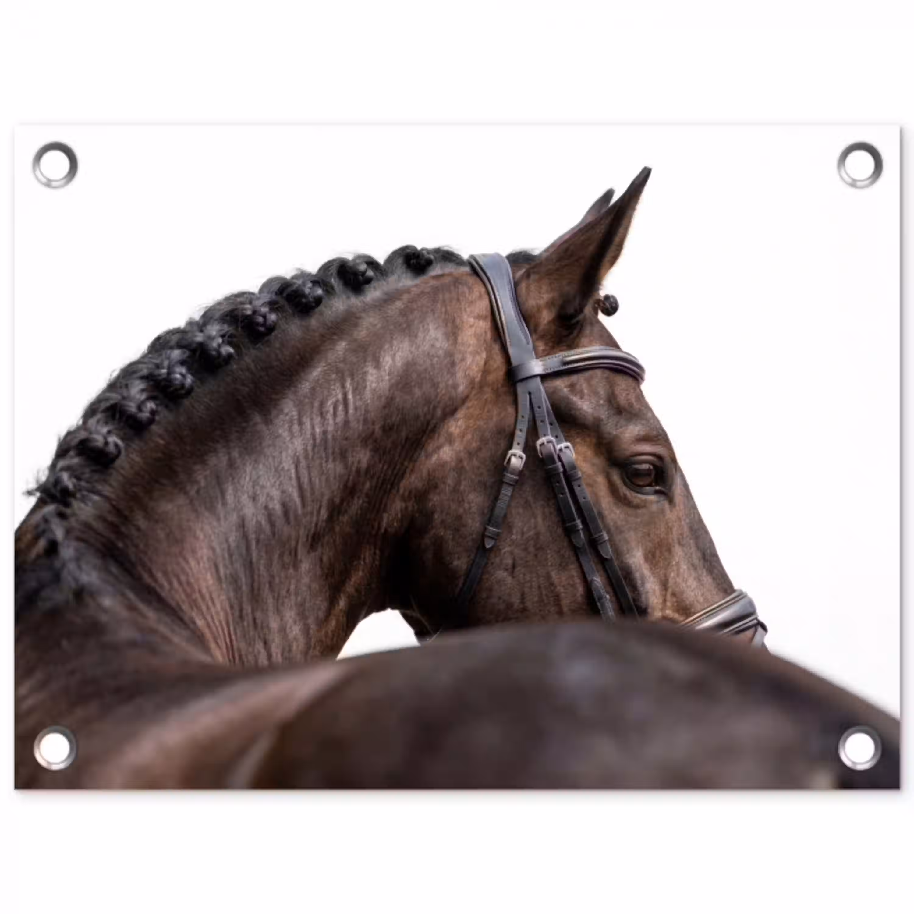 Portret - Paard - Elegant tuinposter los doek klein -3d