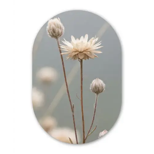 Strobloemen - Wit - Daglicht Wandcirkel Ovaal Forex klein -3d