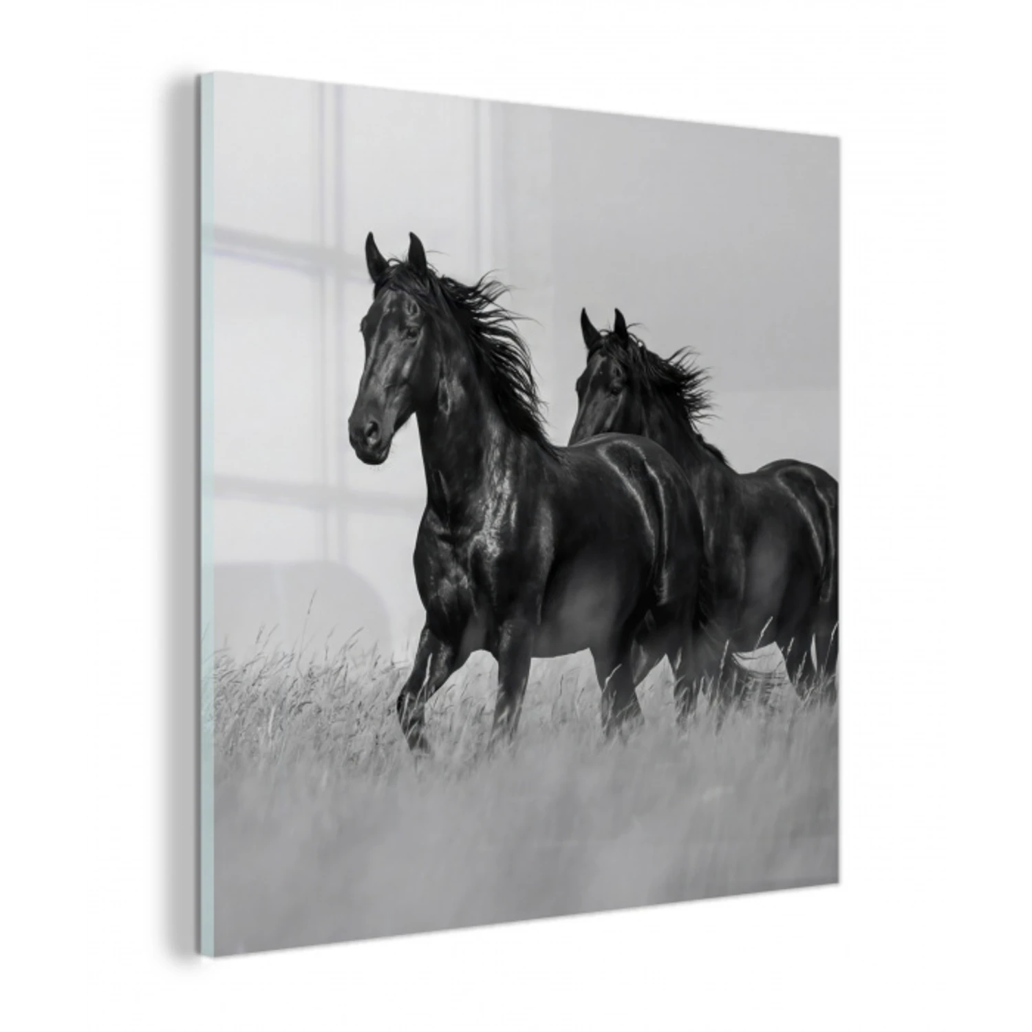 Paarden - Gras - Zwart - Wit plexiglas 5mm klein -z3d