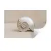 Schelp - Spiraal - Beige Muursticker klein -3d