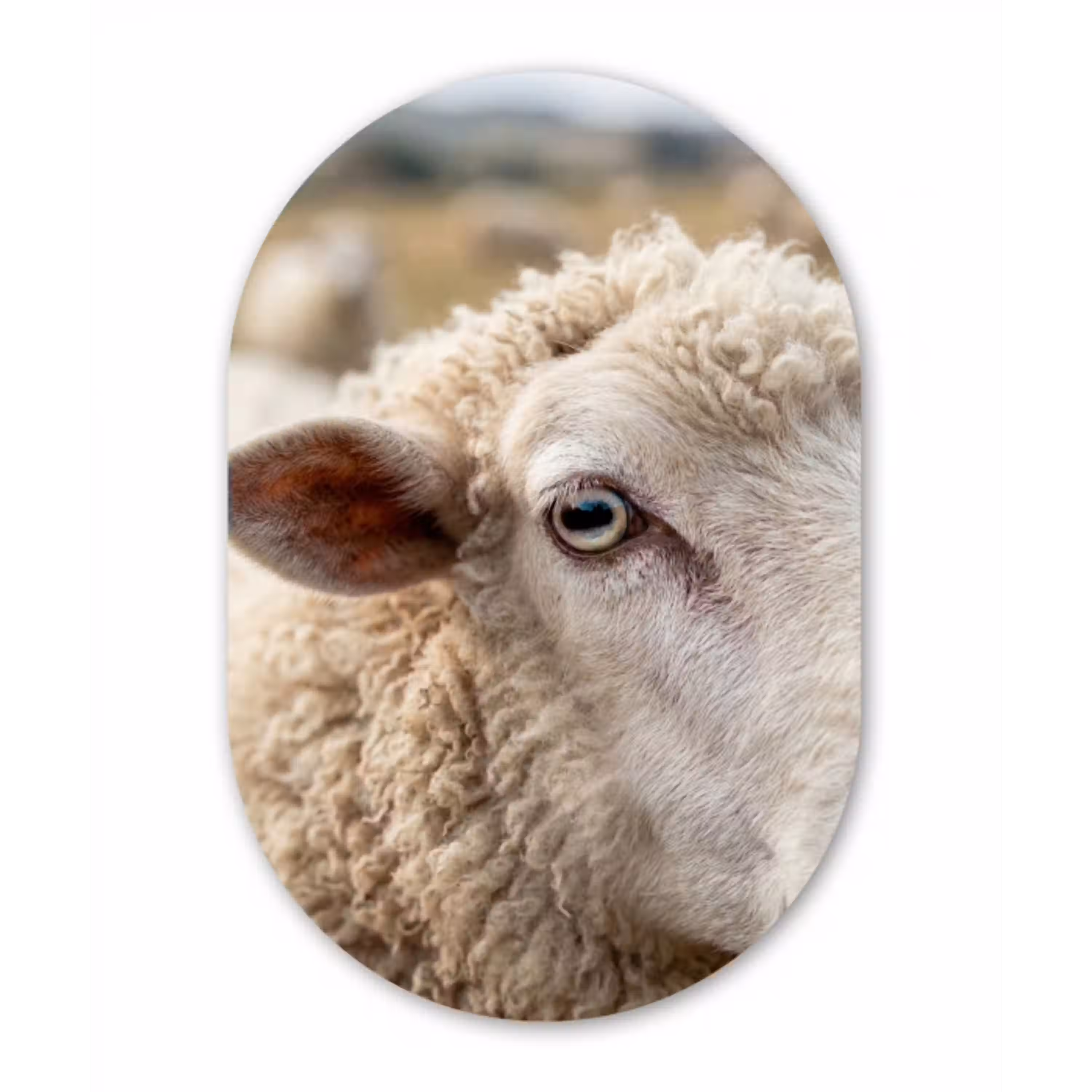 Schaap - Oog - Wit Wandcirkel Ovaal Aluminium middel -3d