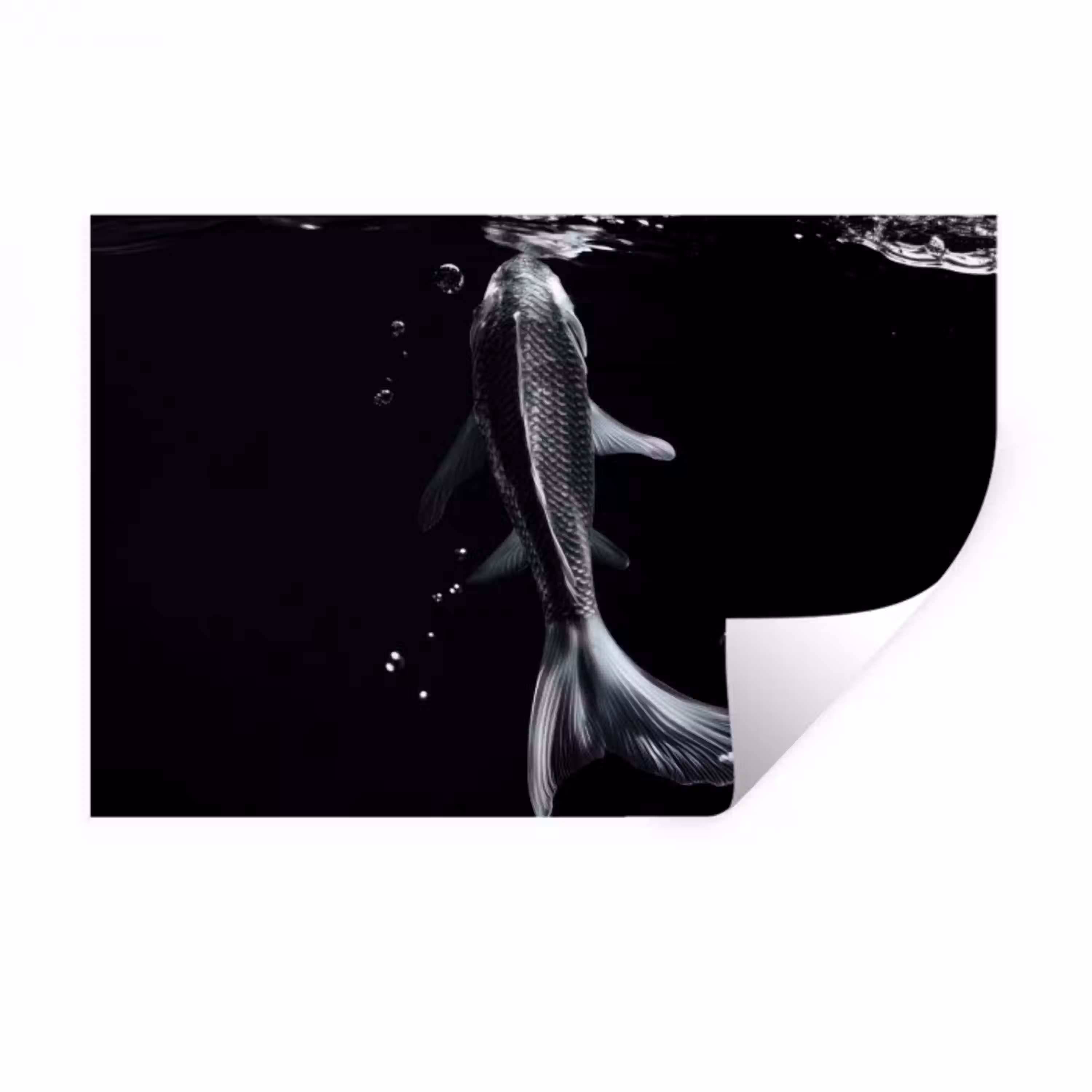 Koi - Vissen - Water - Zwart Muursticker klein -3d