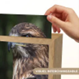 Buizerd - Roofvogel - Natuur - Bruin Light Box met kabel (Kinderlampje) klein -USP_websiteprintFR
