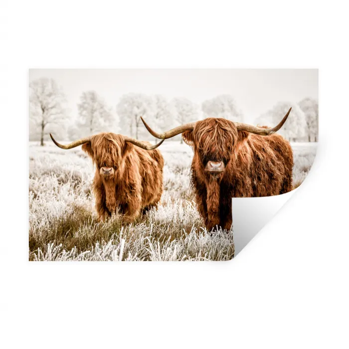 Schotse hooglander - Koe - Dieren - Natuur - Heide Muursticker klein -3d