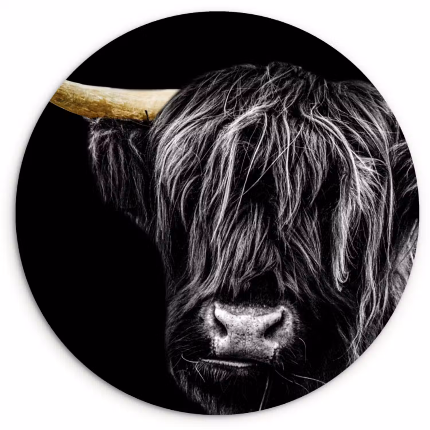 Muurcirkel - Schotse hooglander - Goud - Vacht - Dieren - Koe