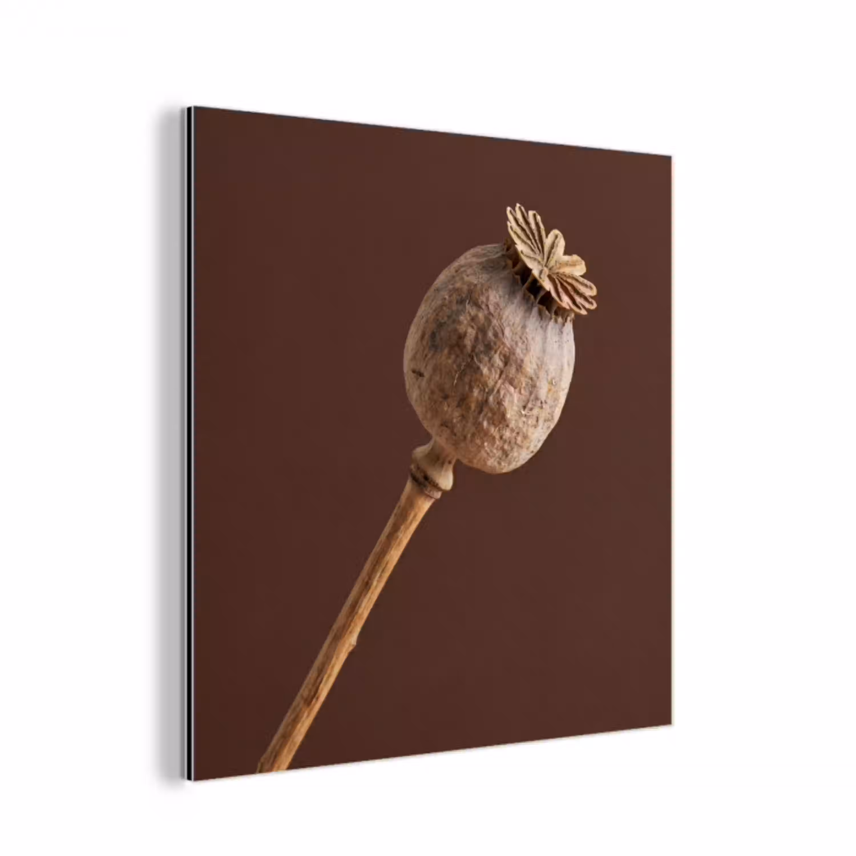 Papaverbol - Droogbloem - Bruin - Minimalistisch aluminium wit klein -3d