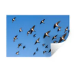 Zwaluwen - Vliegen - Blauw Muursticker klein -3d