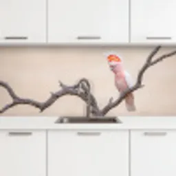 Papagaai - Tak - Roze keuken achterwand 2 middel -3d