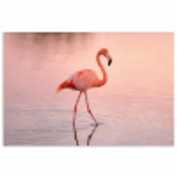 Flamingo - Water - Roze poster papier klein -3d