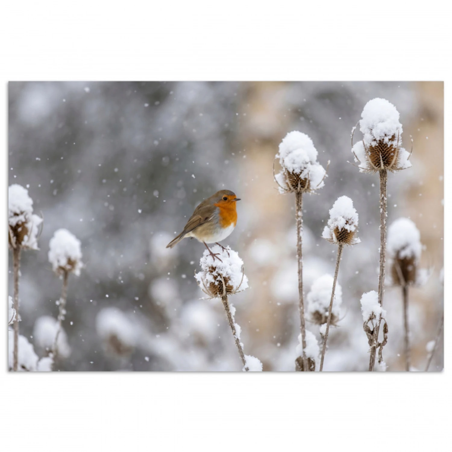 Roodborstje - Gedroogde bloem - Sneeuw - Winter - Vertederend poster papier klein -3d