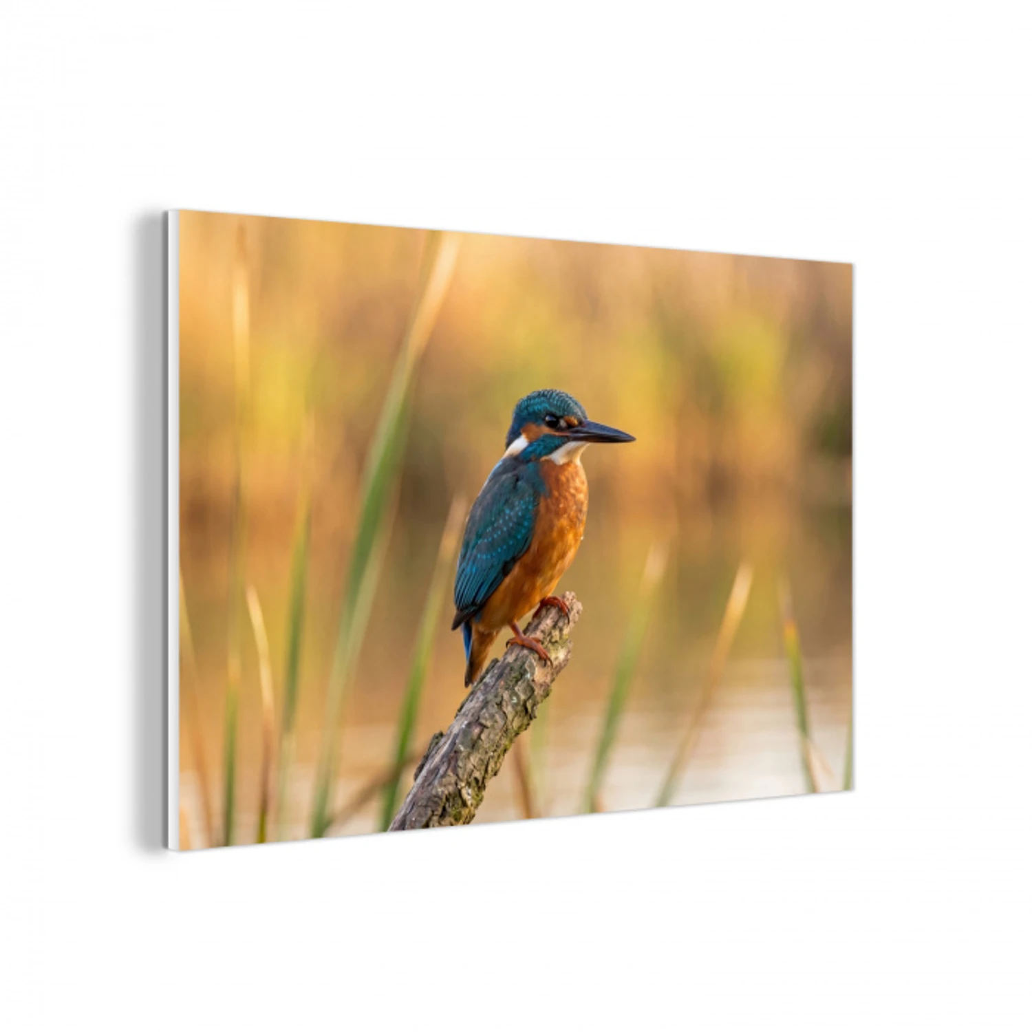 IJsvogel - Tak - Water - Kleurrijk - Levendig forex 5mm xxl -3d