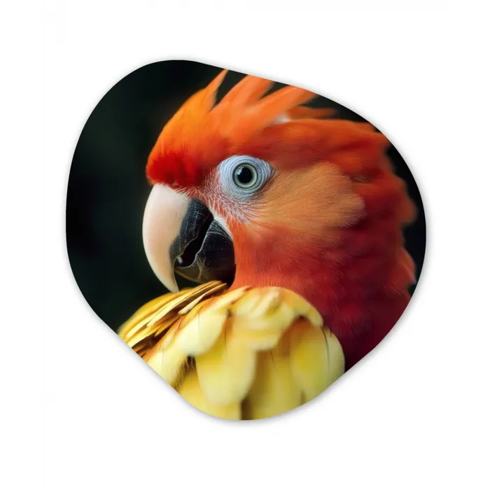 Close-up - Papegaai - Veren - Oranje Wandcirkel Organisch Forex 3mm klein -3d