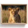 Leeuwin - Gras - Geel Dienblad Rechthoek middel -z3d_shopping