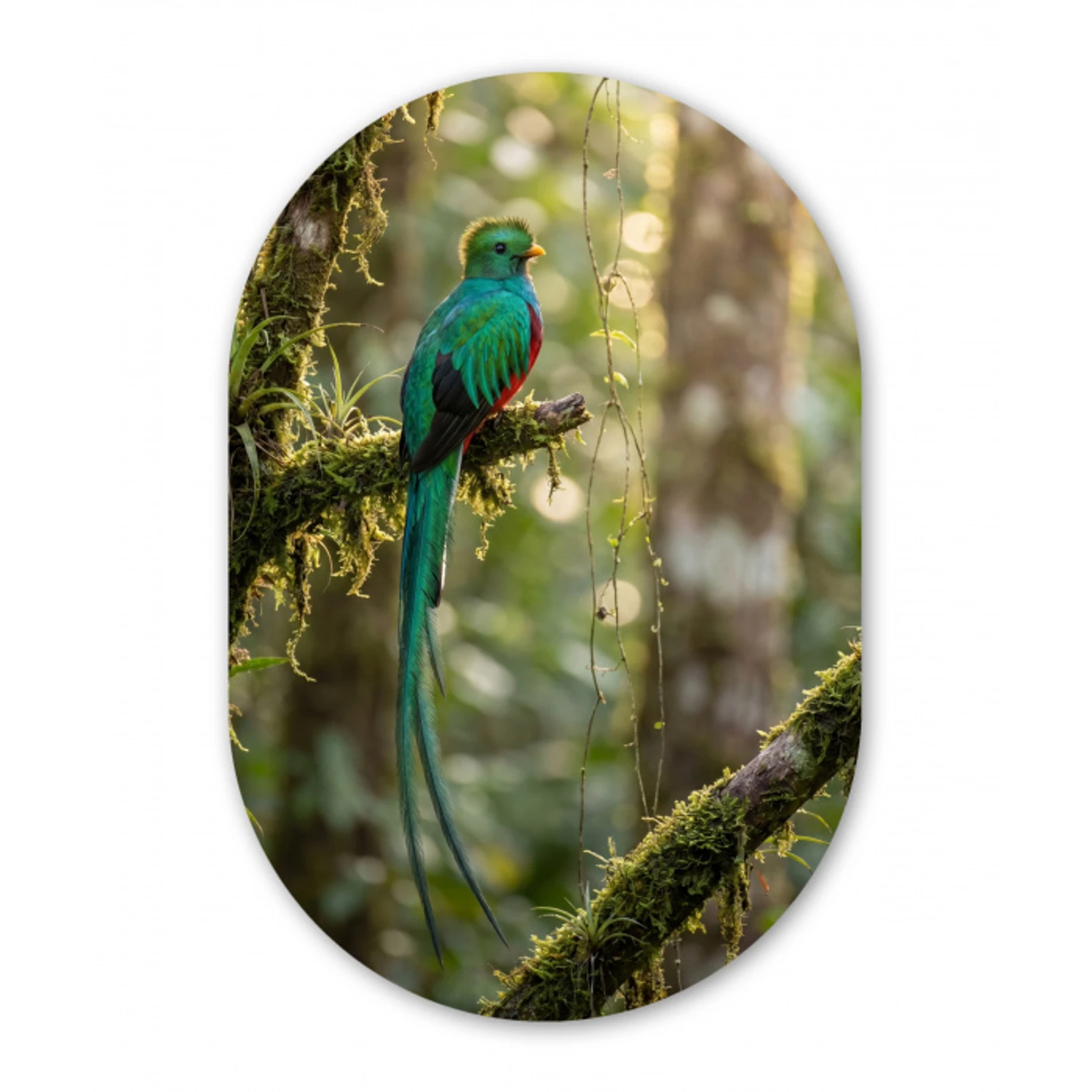 Quetzal - Jungle - Natuur - Groen Wandcirkel Ovaal Forex klein -3d