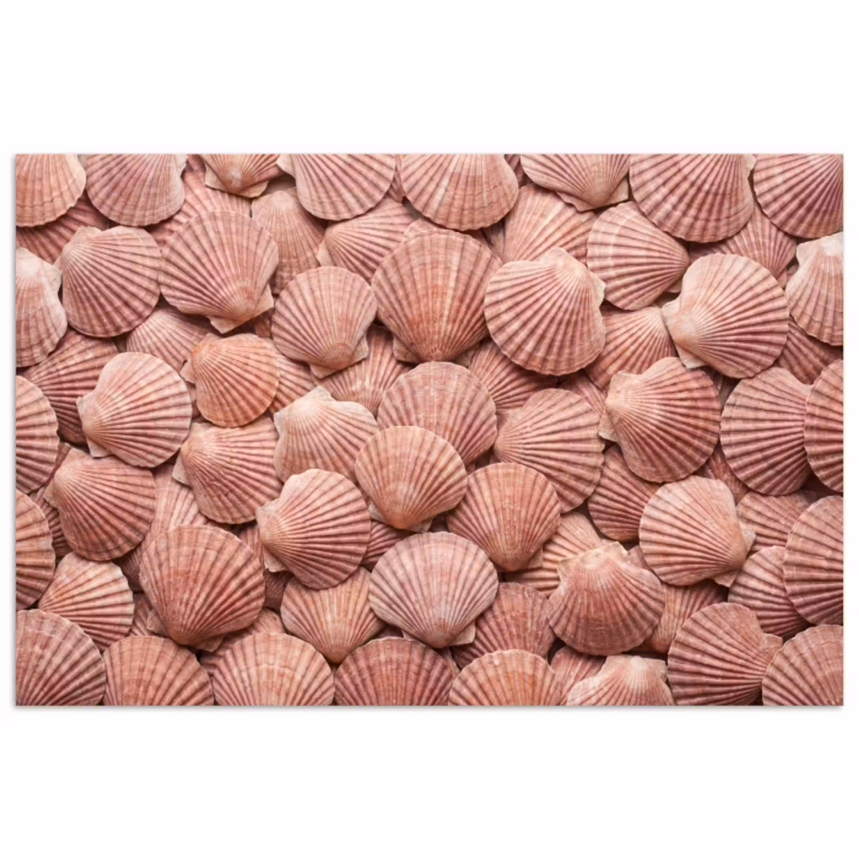 Schelpen - Patroon - Roze poster papier klein -3d
