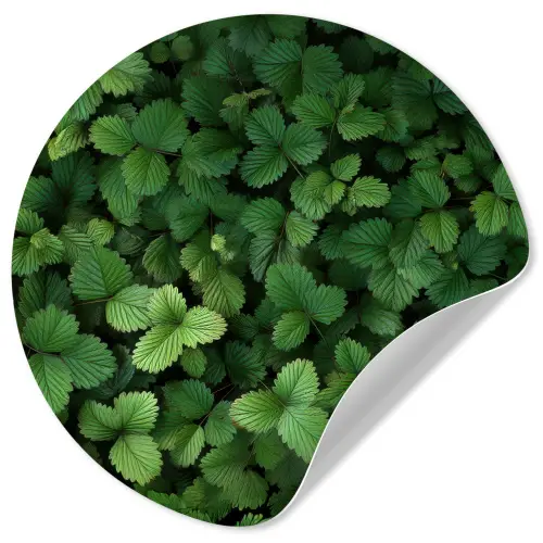 Groen - Bladeren - Kartel - Zonlicht Wandcirkel behangsticker klein -3d