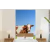 Koeien - Boerderij - Gras- Natuur - Dieren fotobehang vinyl groot -bed
