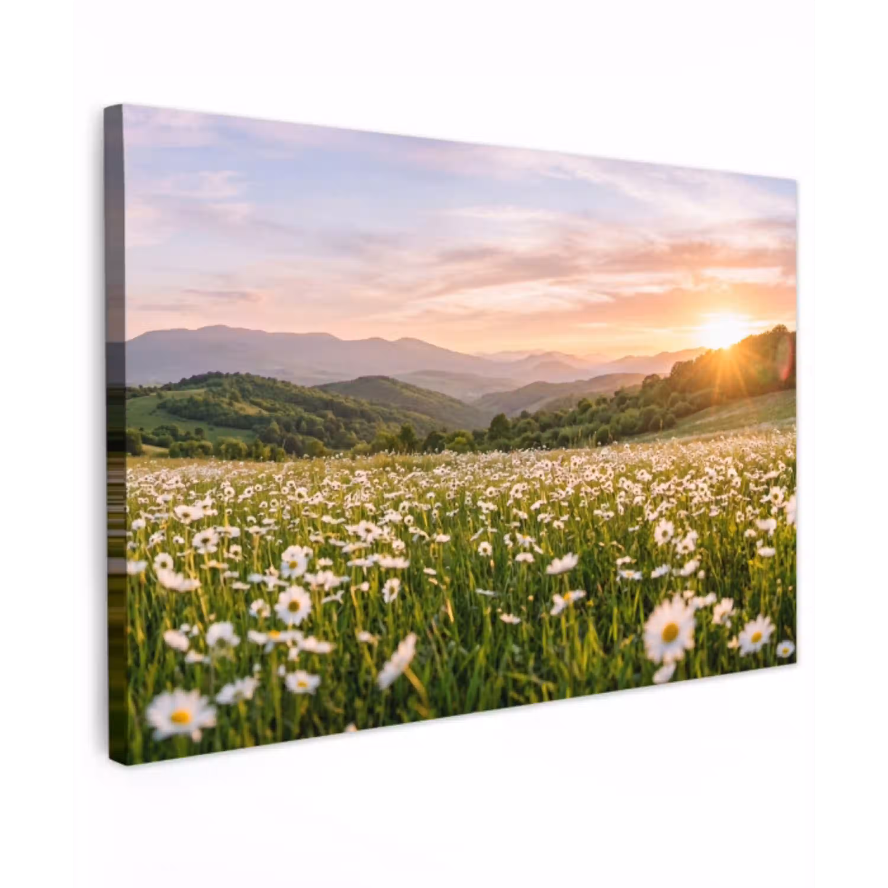 Madelief - Veld - Heuvels - Groen Tuinposter op houten frame 2 cm dik klein -3d