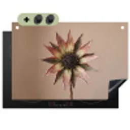 Droogbloem - Protea - Vintage - Beige - Rustiek Inductie beschemer met haakjes klein -3d