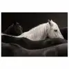 Paarden - Zwart - Wit - Kudde poster papier klein -3d