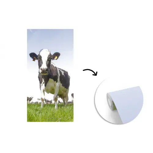 Koeien - Gras - Dieren - Zon - Boerderij fotobehang vinyl groot -3d
