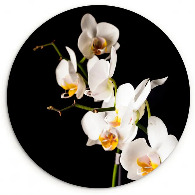 Orchidee - Bloemen - Planten - Botanisch Wandcirkel kunststof plaat 5mm dik klein -3d